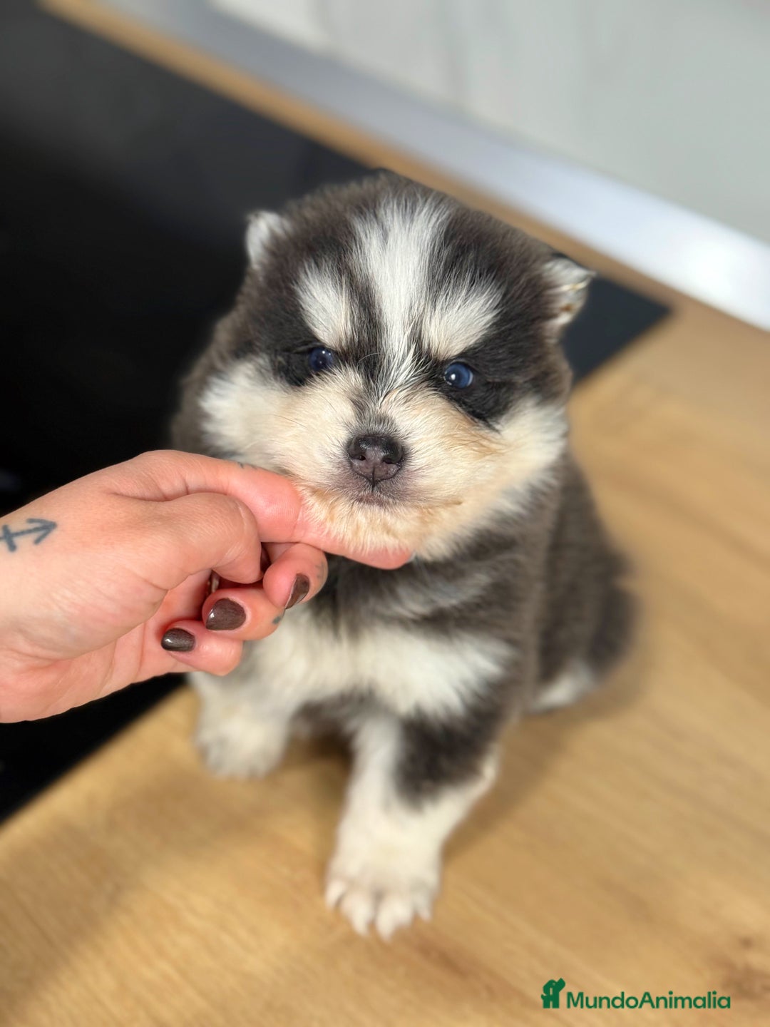 Pomsky perros en venta: Pomsky  - Anuncio 4