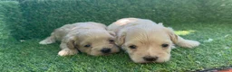 Maltipoo perros en venta: MALTIPOO - Anuncio 2