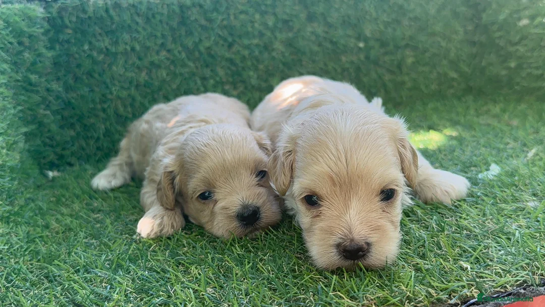 Maltipoo perros en venta: MALTIPOO - Anuncio 2