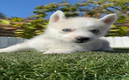 Husky Siberiano perros en venta: HUSKY SIBERIANO - Anuncio 14