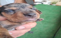 Teckel Miniatura perros en venta: Teckel Miniatura  - Imagen 16