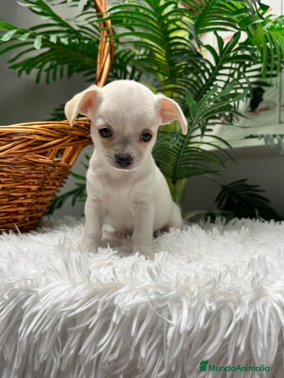 Chihuahua perros en venta: CHIHUAHUA - Anuncio 2