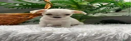 Chihuahua perros en venta: CHIHUAHUA - Anuncio 1