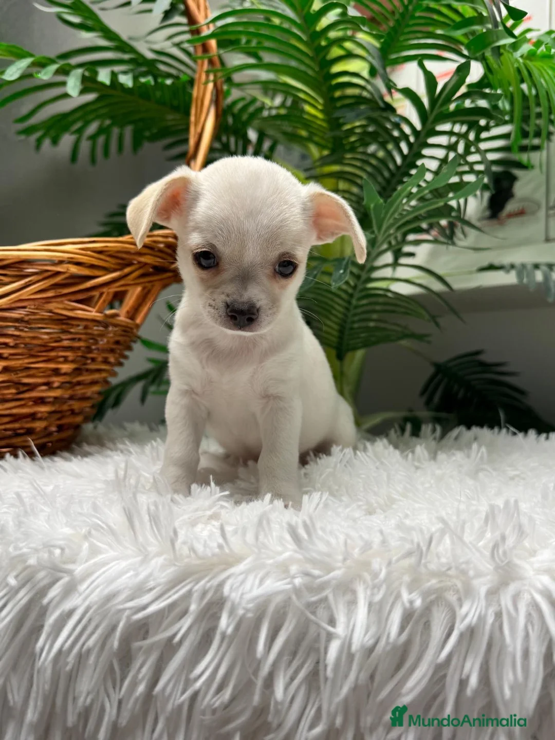 Chihuahua perros en venta: CHIHUAHUA - Anuncio 1