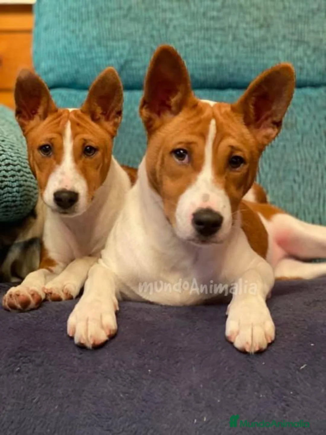 Imagen de galería {{count}}