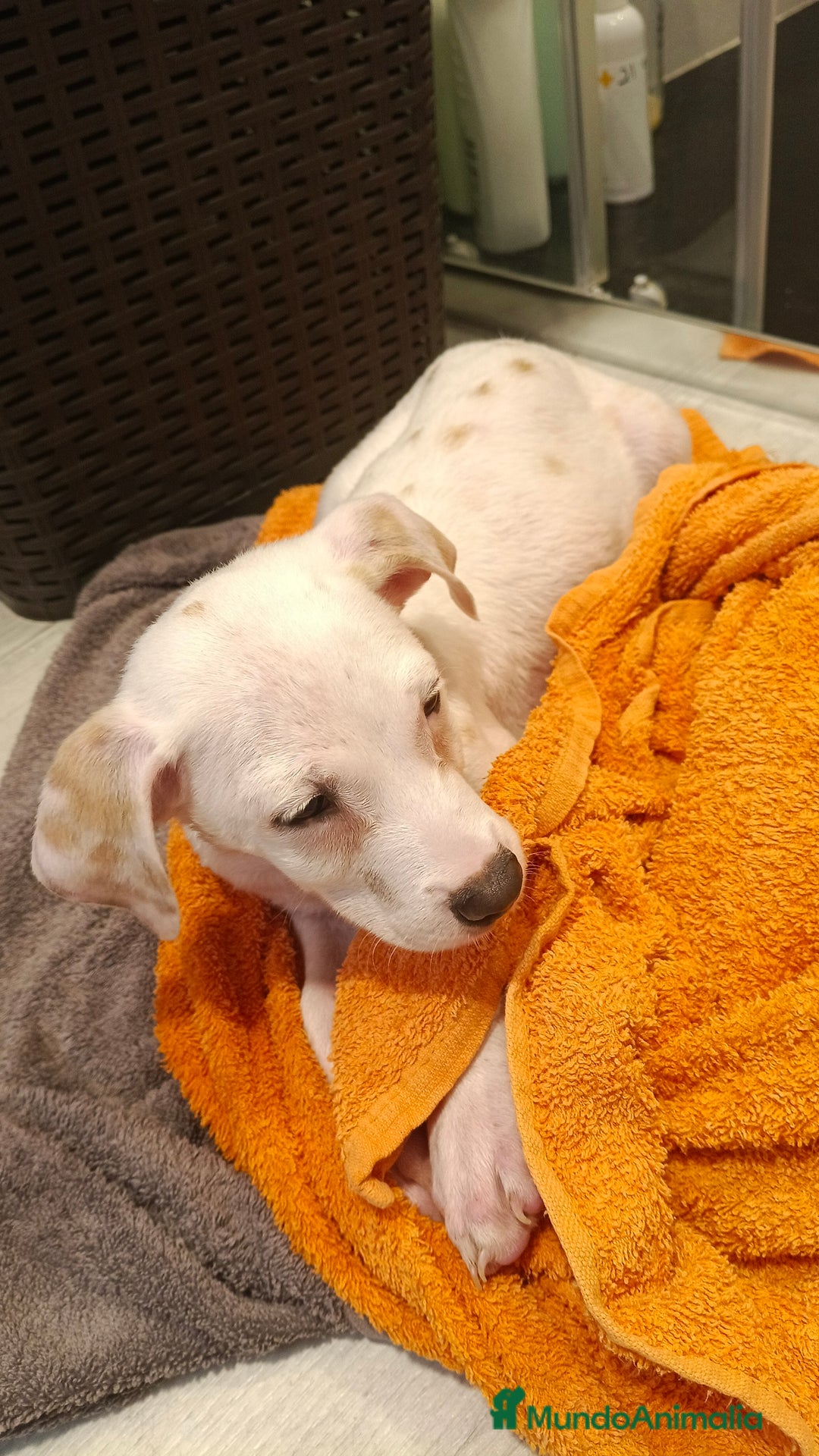 Dálmata perros en venta: Macho dalmata limon  - Anuncio 3