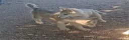 Alaskan Malamute perros en venta: Hembras de Alaskan Malamute  - Anuncio 2