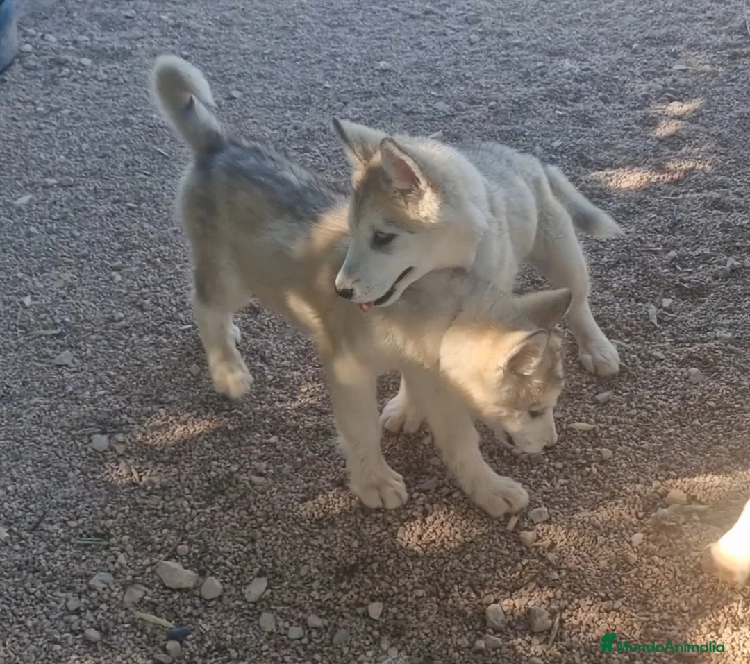 Alaskan Malamute perros en venta: Hembras de Alaskan Malamute  - Anuncio 2