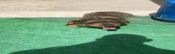Teckel perros en venta: Teckel de pelo duro  - Anuncio 5