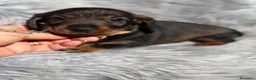 Teckel Miniatura perros en venta: TECKEL PELO DURO - Anuncio 5
