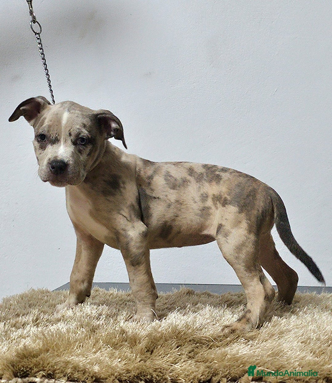 American Bully perros en venta: american Bully XL - Imagen 6