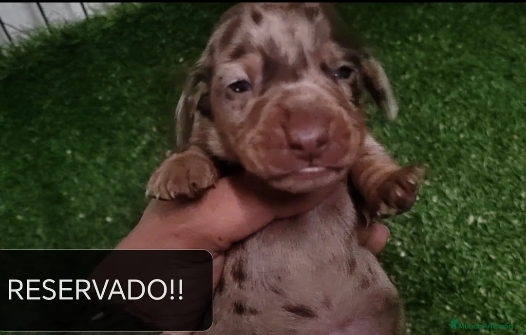 Teckel Miniatura perros en venta: Camada de Teckel Arlequin Miniatura - Anuncio 16