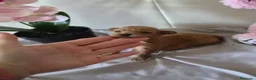 Caniche Toy perros en venta: Caniche tácita  - Anuncio 7