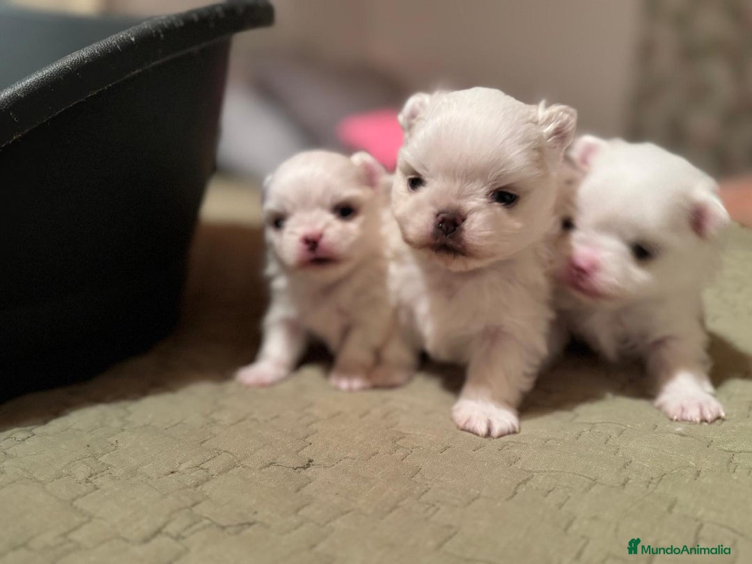 Pomchi perros en venta: Pomchi bebés disponibles - Anuncio 6