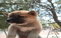Shiba Inu perros en venta: Shiba inu - Imagen 3