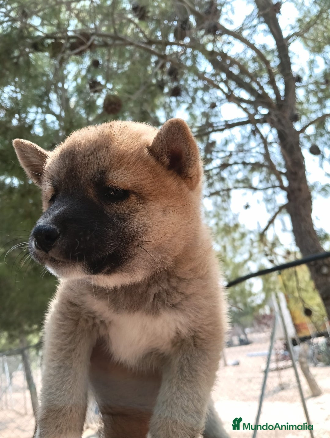 Shiba Inu perros en venta: Shiba inu - Imagen 3