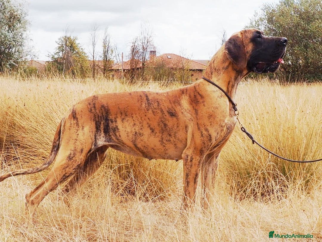 Dogo Alemán perros en venta: Cachorros de Dogo Alemán  - Anuncio 9