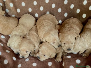 Maltipoo perros - Anuncio 6