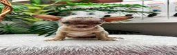 Chihuahua perros en venta: CHIHUAHUA MERLE HEMBRA - Anuncio 4