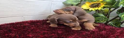 Teckel Miniatura perros en venta: Teckel Miniatura - Anuncio 4