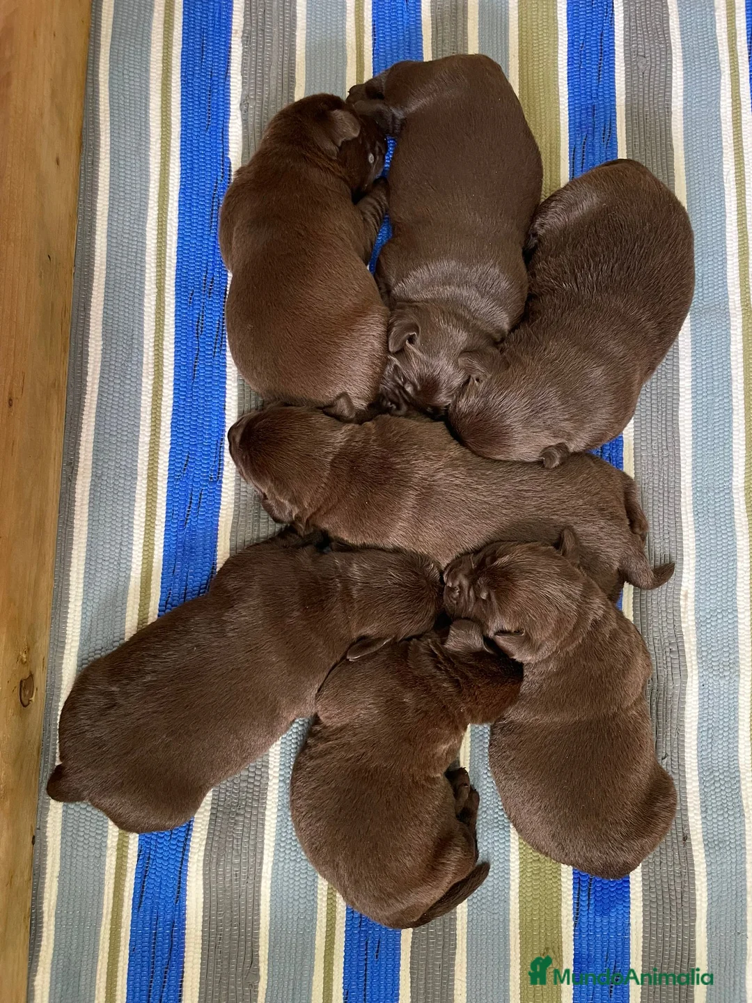 Labrador Retriever perros en venta: Labrador retriever chocolate  - Anuncio 2