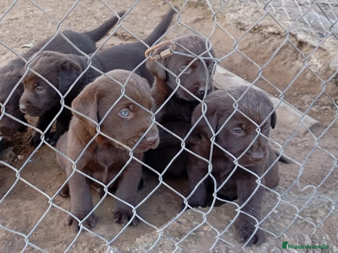 Labrador Retriever perros en venta: Disponibles preciosos labradores chocolatd - Anuncio 3