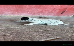 Dálmata perros en venta: Dalmata  - Imagen 1