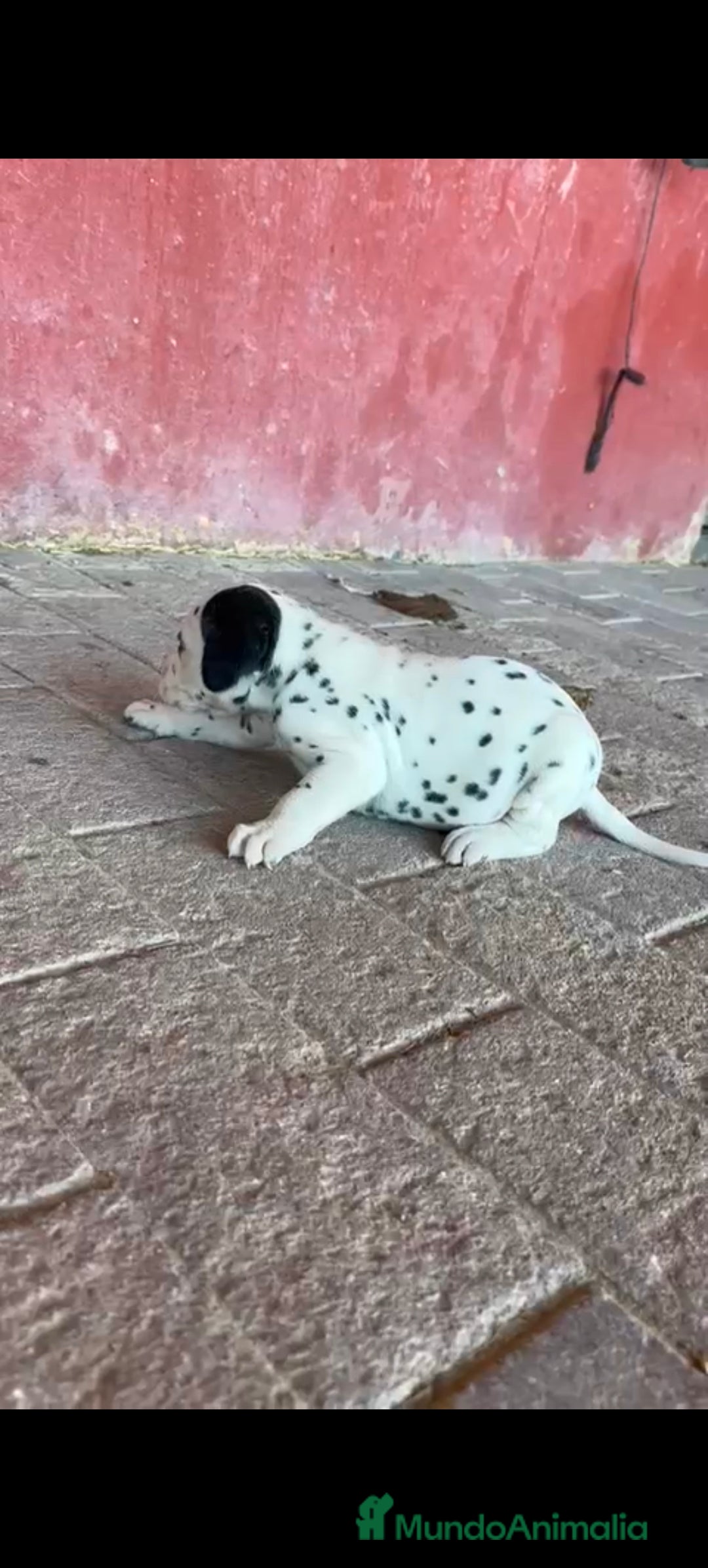 Dálmata perros en venta: Dalmata  - Imagen 1