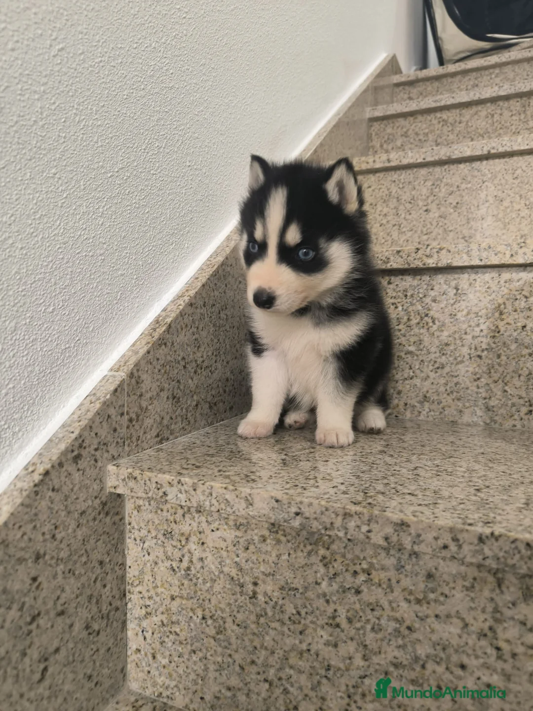 Husky Siberiano perros en venta: Cachorros de husky  - Anuncio 1