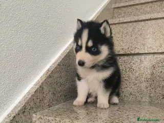 Husky Siberiano perros Cachorros de husky - Anuncio 1