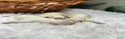 Maltipoo perros en venta: MALTIPOO  - Anuncio 14