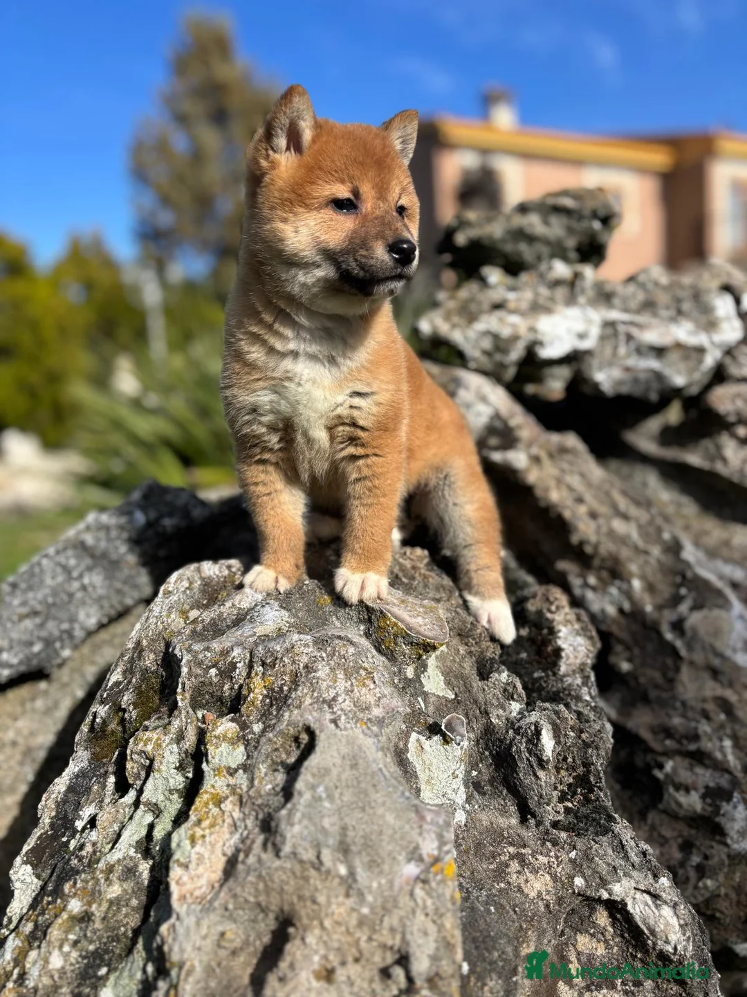 Shiba Inu perros en venta: Shiba Inu - Anuncio 11