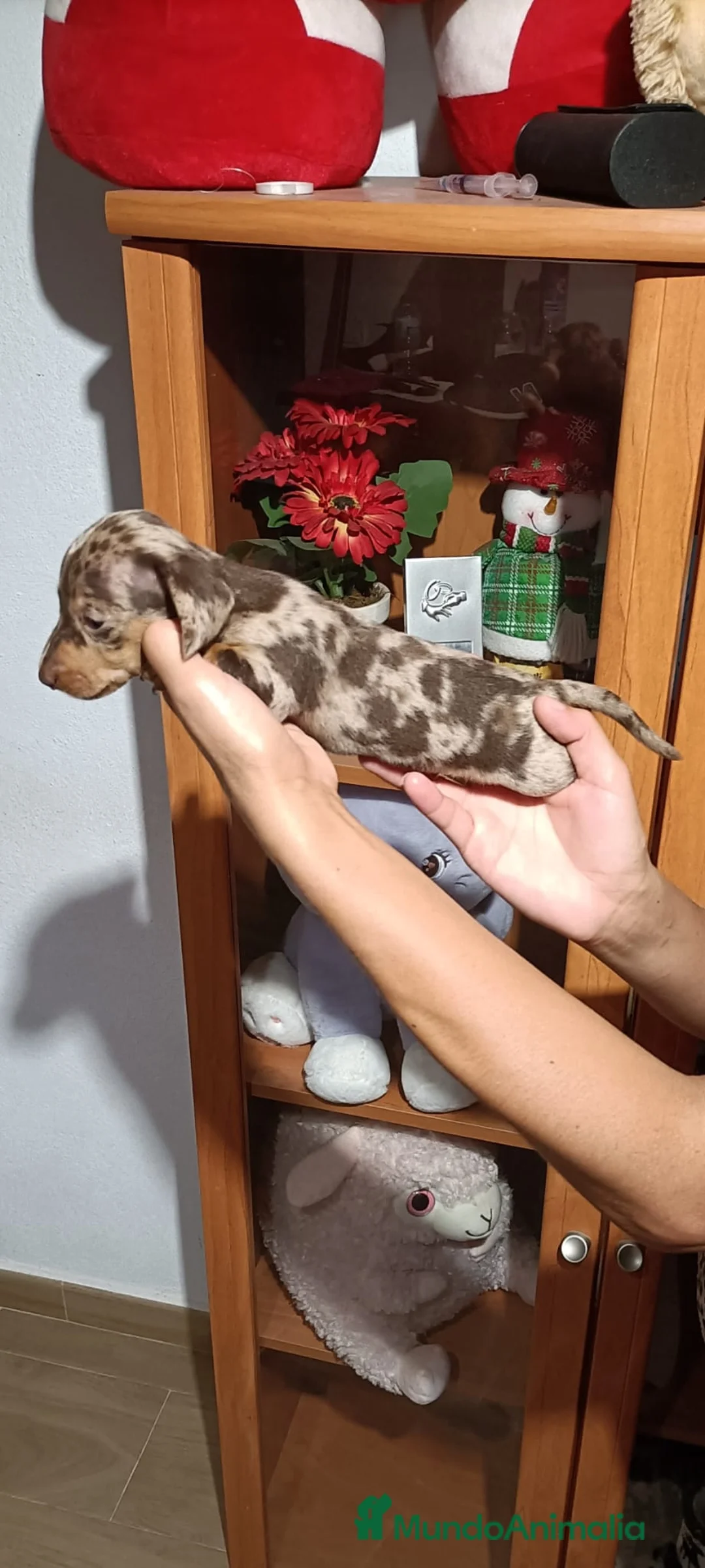 Teckel Miniatura perros en venta: Teckel miniatura - Anuncio 2