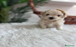 Maltipoo perros en venta: MALTIPOO HEMBRA - Imagen 3