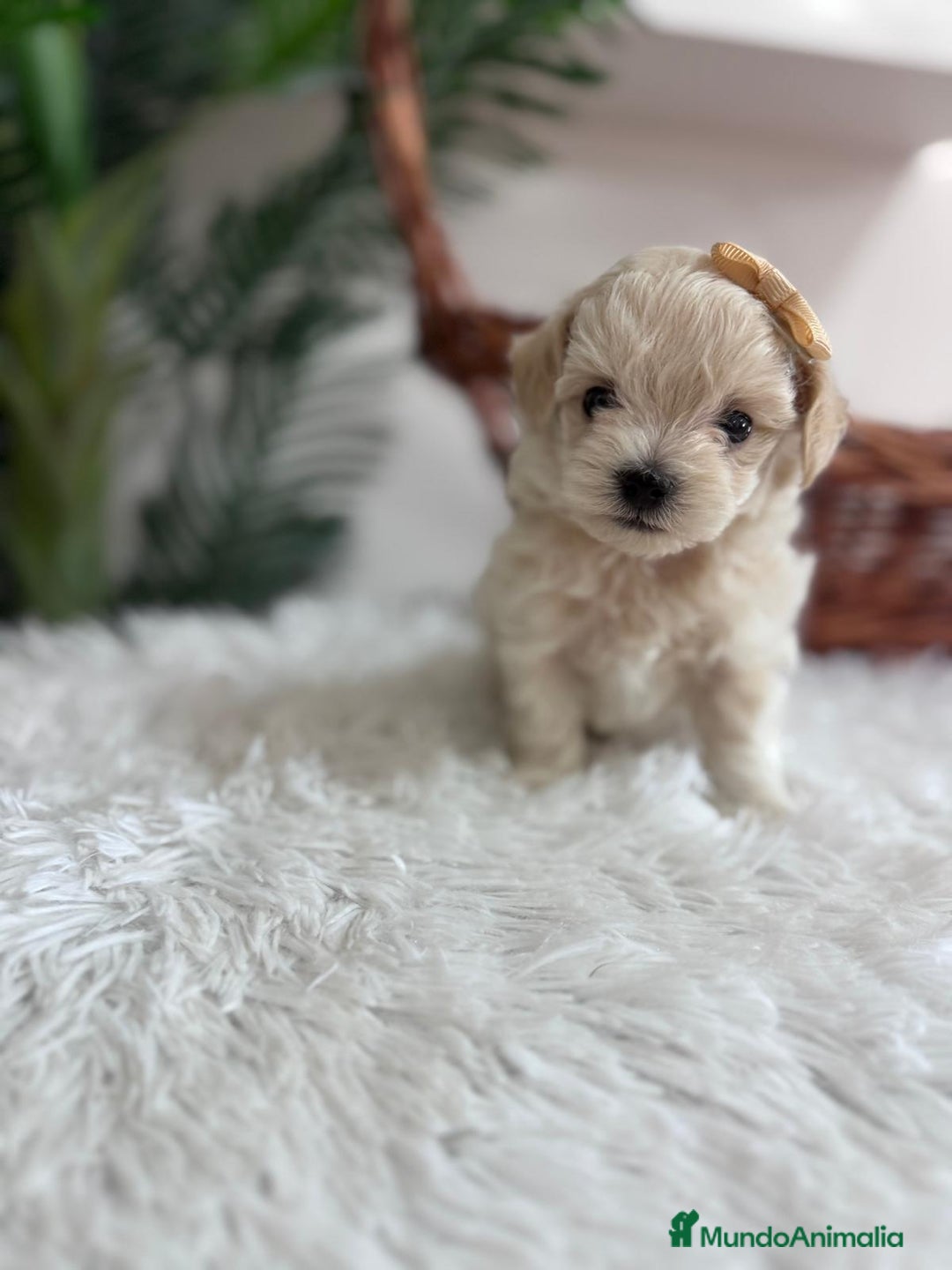 Maltipoo perros en venta: MALTIPOO HEMBRA - Imagen 3