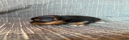 Yorkshire Terrier perros en venta: Cachorros Yorkshire Terrier  - Anuncio 2