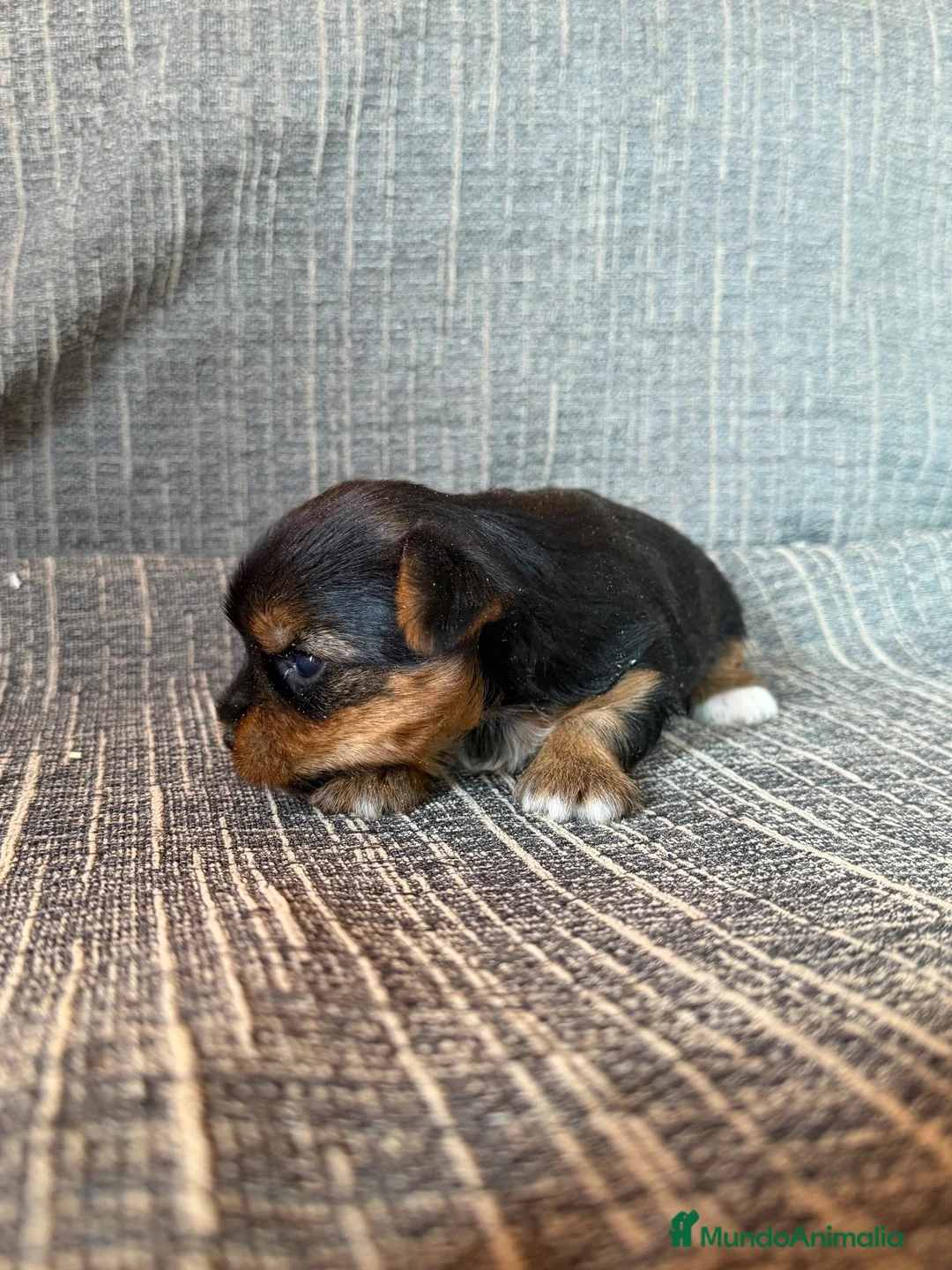 Yorkshire Terrier perros en venta: Cachorros Yorkshire Terrier  - Anuncio 2