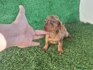 Teckel Miniatura perros TECKEL MINIATURA ARLEQUIN - Anuncio 1