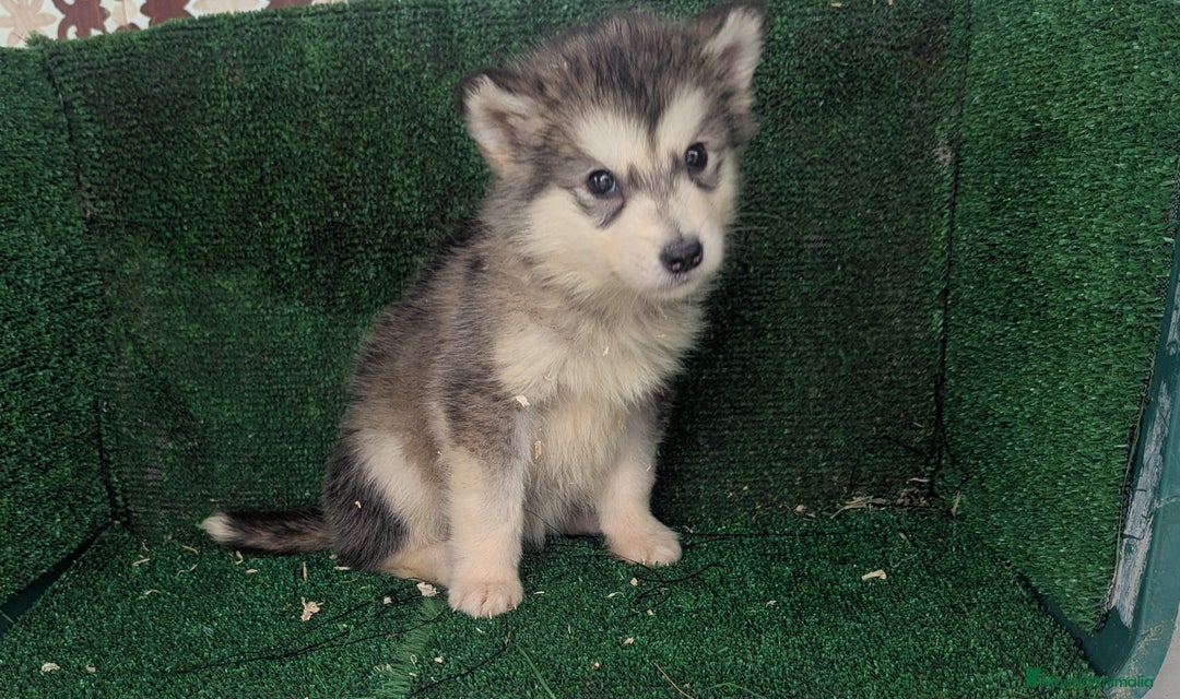 Alaskan Malamute perros en venta: Alaskan malamuten - Anuncio 12