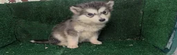 Alaskan Malamute perros en venta: Alaskan malamuten - Anuncio 12