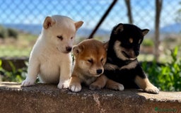 Shiba Inu perros en venta: CAMADA DE SHIBA INU EXCEPCIONAL  - Imagen 4
