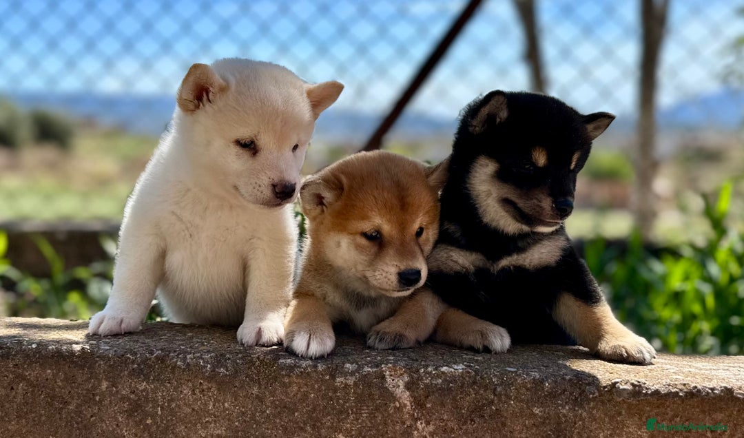 Shiba Inu perros en venta: CAMADA DE SHIBA INU EXCEPCIONAL  - Imagen 4