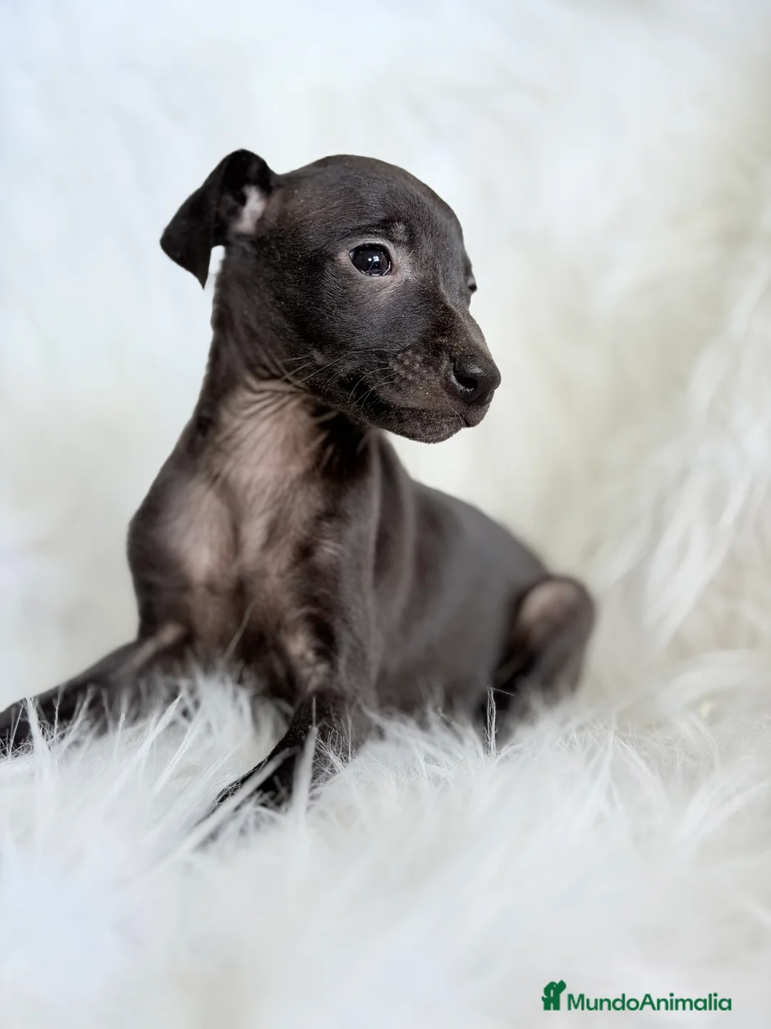 Pequeño Lebrel Italiano perros en venta: Piccolo italiano  - Anuncio 4