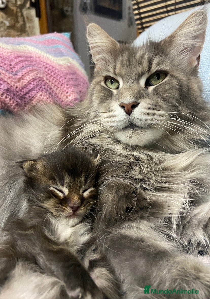 Maine Coon gatos Black blotched Tabby - Anuncio 12