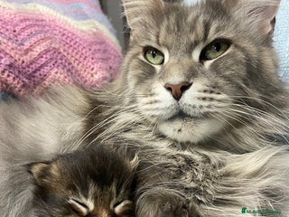 Maine Coon gatos Black blotched Tabby - Anuncio 1