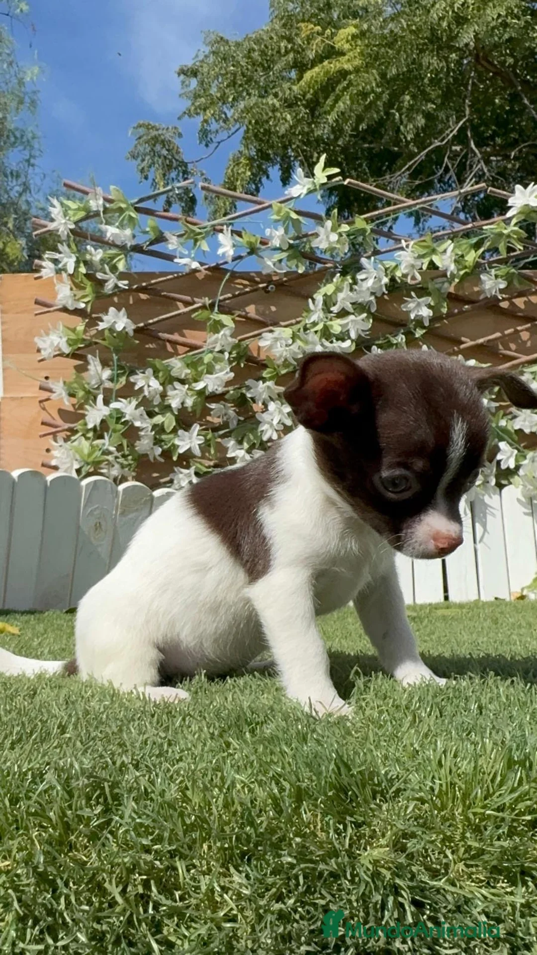 Chihuahua perros en venta: CHIHUAHUA - MACHO - Anuncio 17