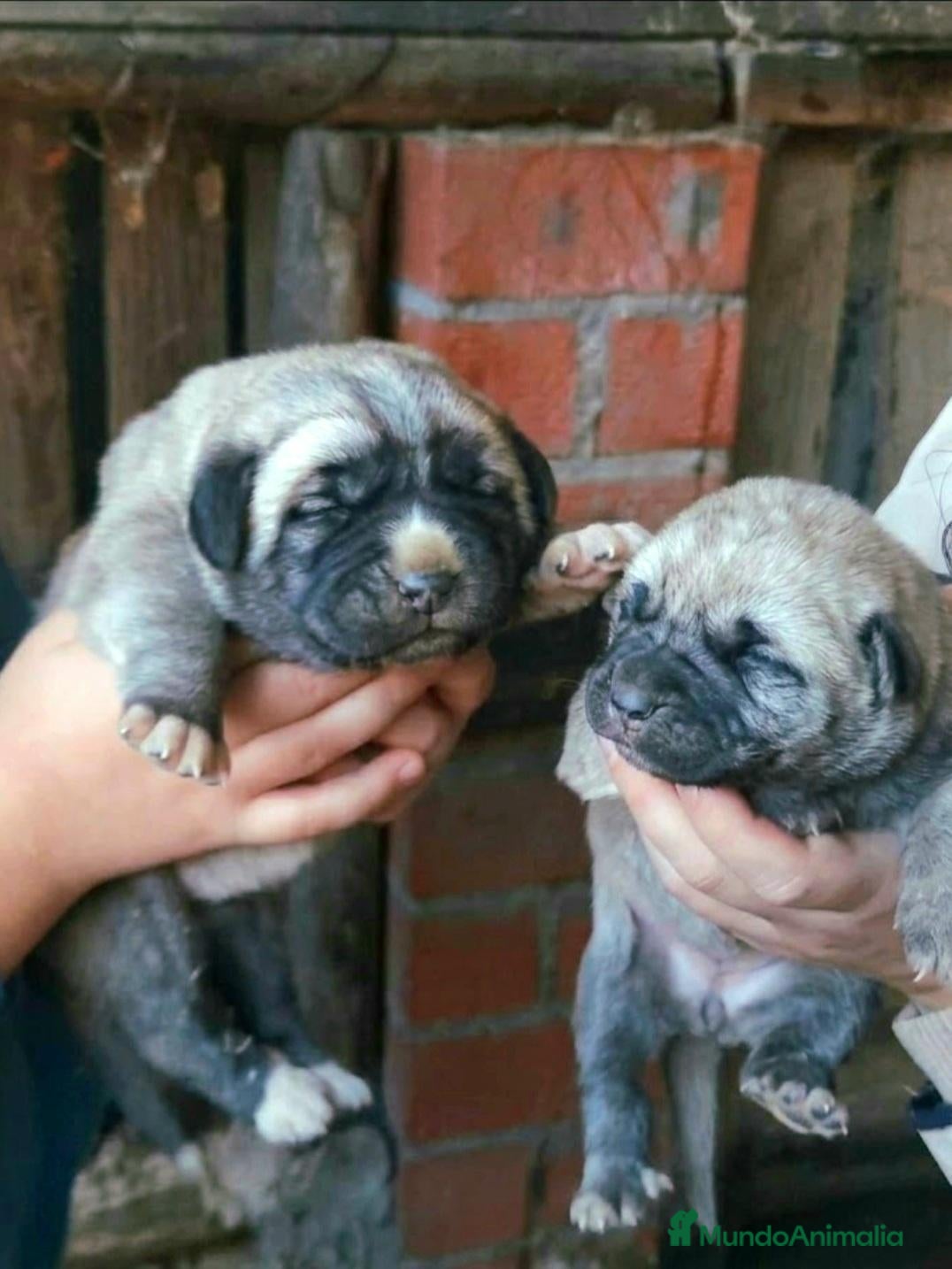 Pastor de Anatolia perros Preciosos Kangal turco- pastor  de Anatolia  - Anuncio 1