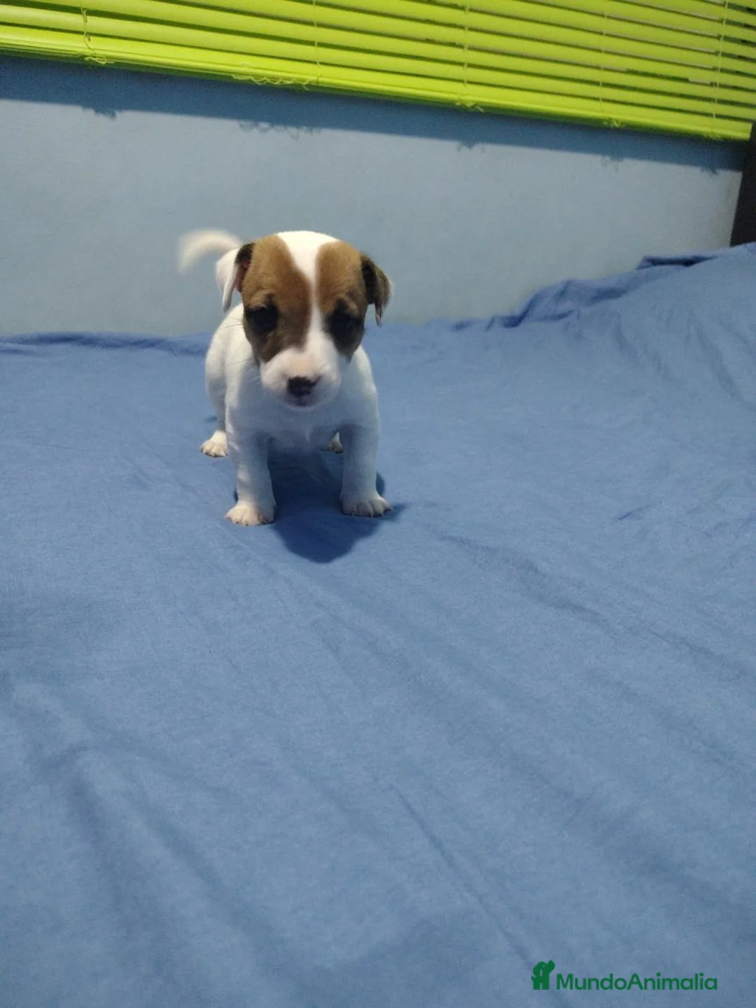 Jack Russell Terrier perros en venta: Jack Russell Puppies !! - Anuncio 3
