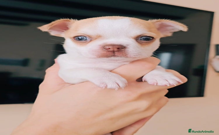 Chihuahua perros Chihuahua miniatura  - Anuncio 1