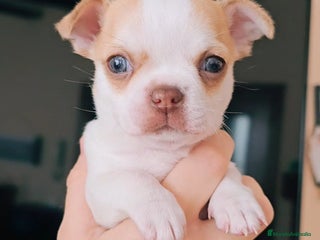 Chihuahua perros Chihuahua miniatura - Anuncio 1